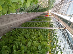 816平方米矩式鳥巢型霧培蔬菜工廠設(shè)計(jì) 推動(dòng)綠色蔬菜與芽苗菜產(chǎn)業(yè)化發(fā)展