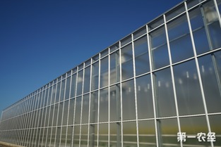 歸園新農人 80末“富二代”留學歸來，打造歐荷生態小番茄的綠色夢想