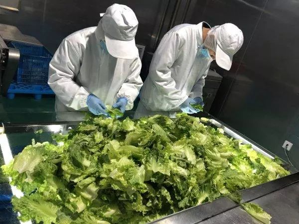 振興動態 | 新品種引領餐桌革命，萬科農業以即食蔬菜打開市場新藍海